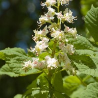 Horse Chestnut